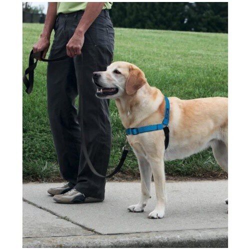 Easy hotsell walk tiendanimal