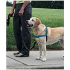 PetSafe Easy Walk Deluxe Arnés para perros, , large image number null
