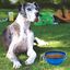 Comedero plegable de goma para mascotas 1000 ml azul, , large indicador imagen numero 3