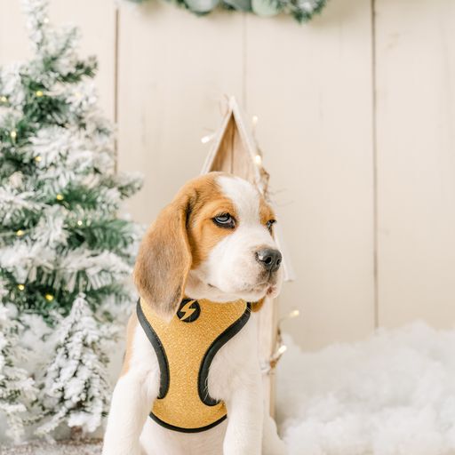 Dashi neo mesh park arn&eacute;s negro y amarillo para perros, , large Imagen numero 4