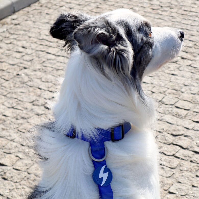 Arnés de nylon para perros color Azul, , large image number null