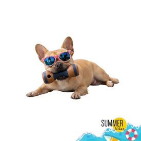 Summer Vibes Mordedor Pesa Juguete para perros