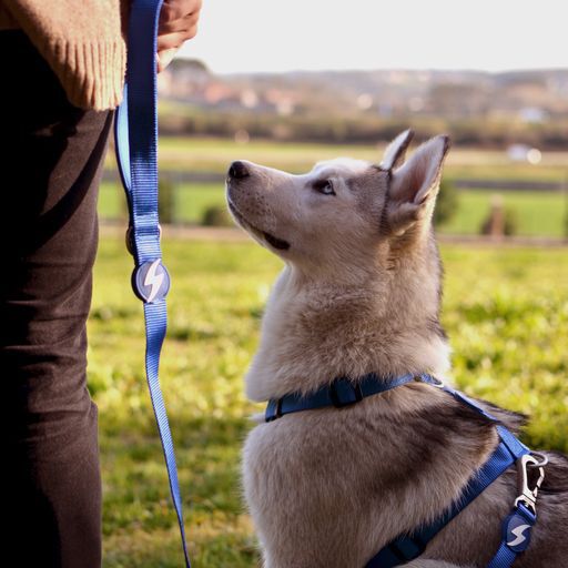 Correa de nylon para perro color Azul, , large Imagen numero 3