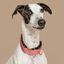 Baona collar martingale haina de nylon reciclado rosa para perros, , large indicador imagen numero 2