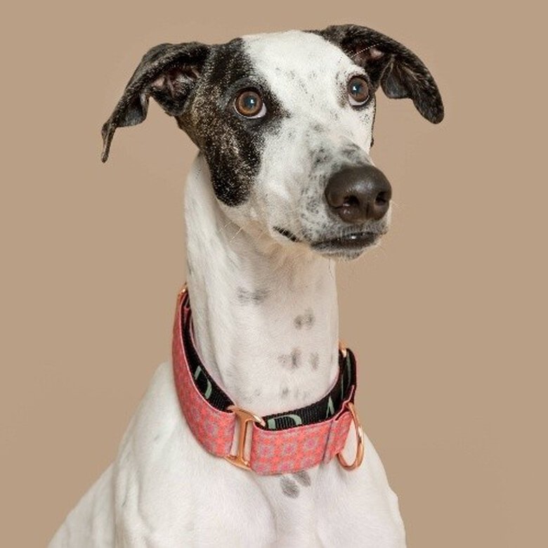 Baona collar martingale haina de nylon reciclado rosa para perros, , large image number null