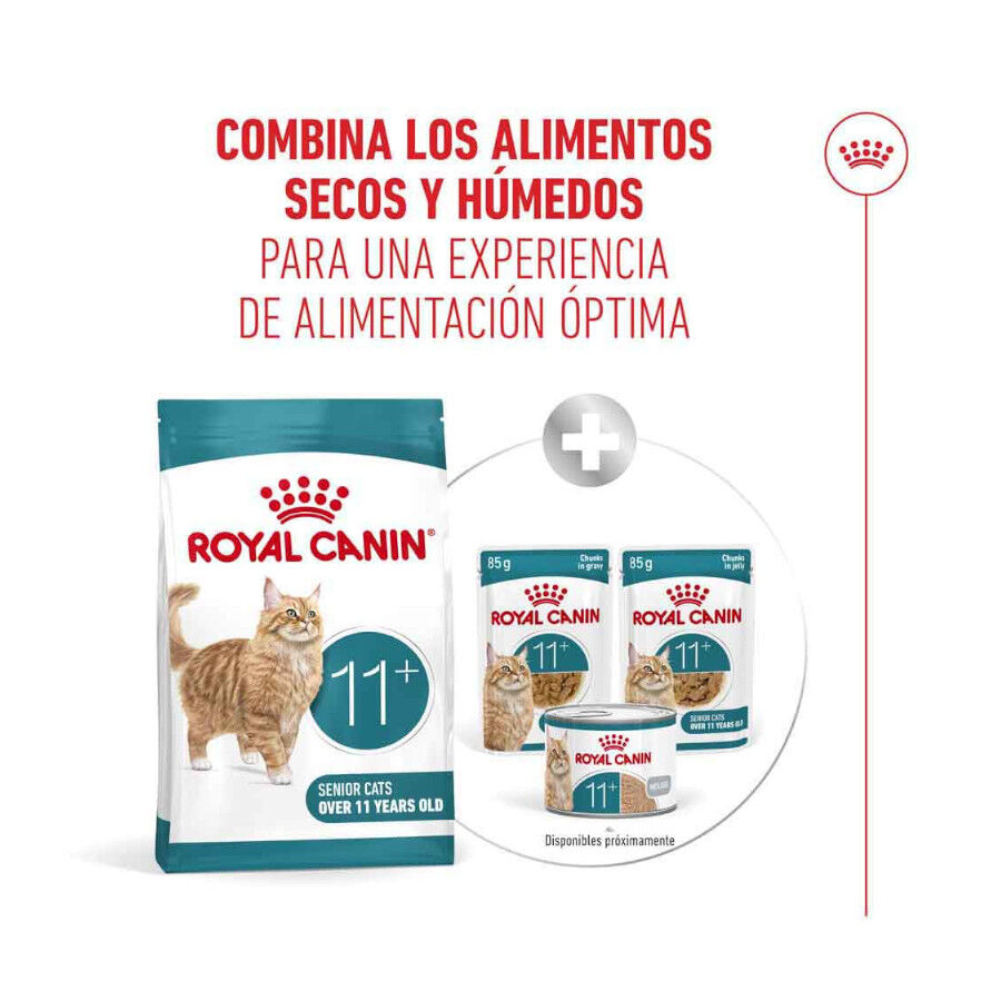 4 kg Royal Canin Ageing 11+ pienso para gatos, , large Imagen numero 12
