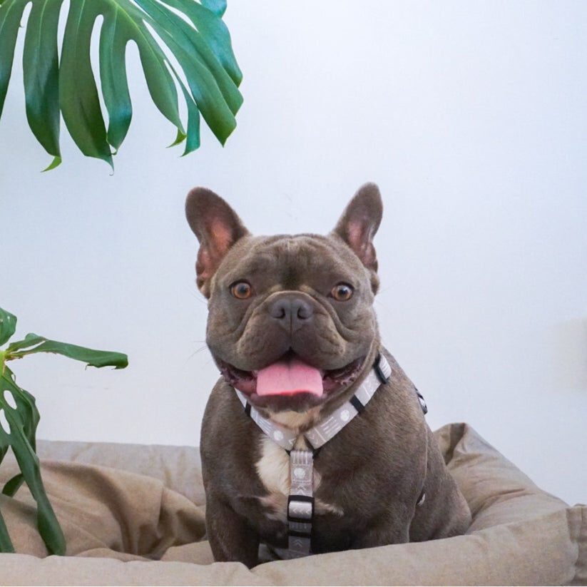 FIHR - Arn&eacute;s Ajustable H para perros Tail and Tropic, , large Imagen numero 4