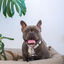 FIHR - Arnés Ajustable H para perros Tail and Tropic, , large indicador imagen numero 4