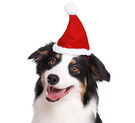 Guirma Gorro Navidad para perro