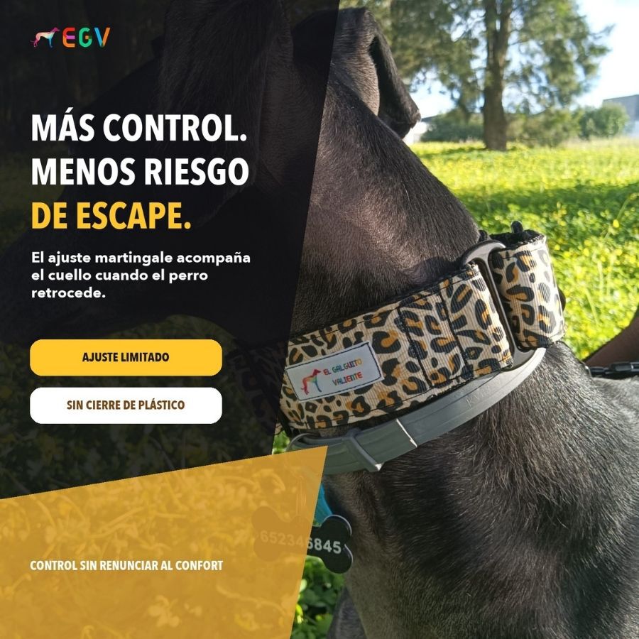 EGV - Collar Martingale 4 cm ancho, Collar galgo hecho a mano en Espa&ntilde;a (Leopardo), , large Imagen numero 2