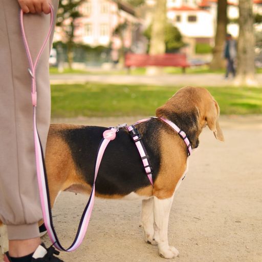 Dashi stripes correa de poli&eacute;ster rosa y negro para perros, , large Imagen numero 4