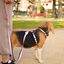 Dashi stripes correa de poliéster rosa y negro para perros, , large indicador imagen numero 4