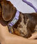 Collar, Ona, , large indicador imagen numero 2