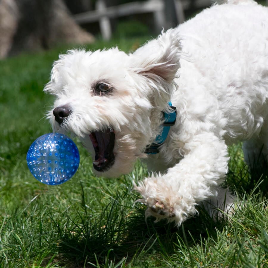Kong Squeezz Geodz Pelota con Sonido para perros thumbnail