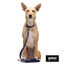 Gotoo Correa Biothane azul para perros, , large indicador imagen numero 3