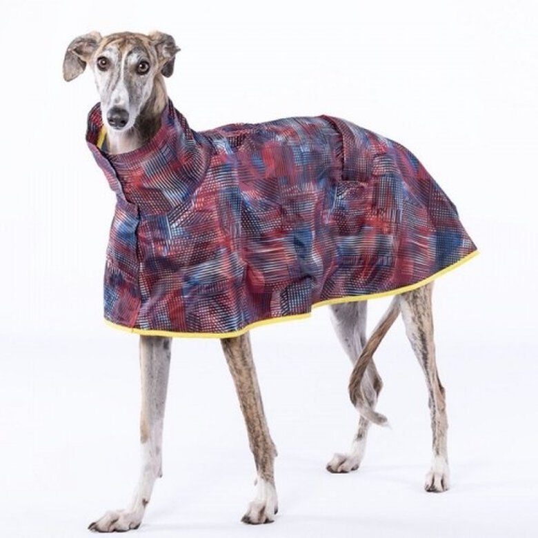 Recoger hojas Decaer mientras Chubasquero capa para galgos Groc Groc Aldo Roin