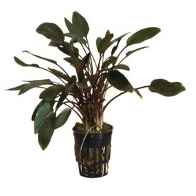 Plantas acuario Cryptocoryne Tropica Iberia pack de 3