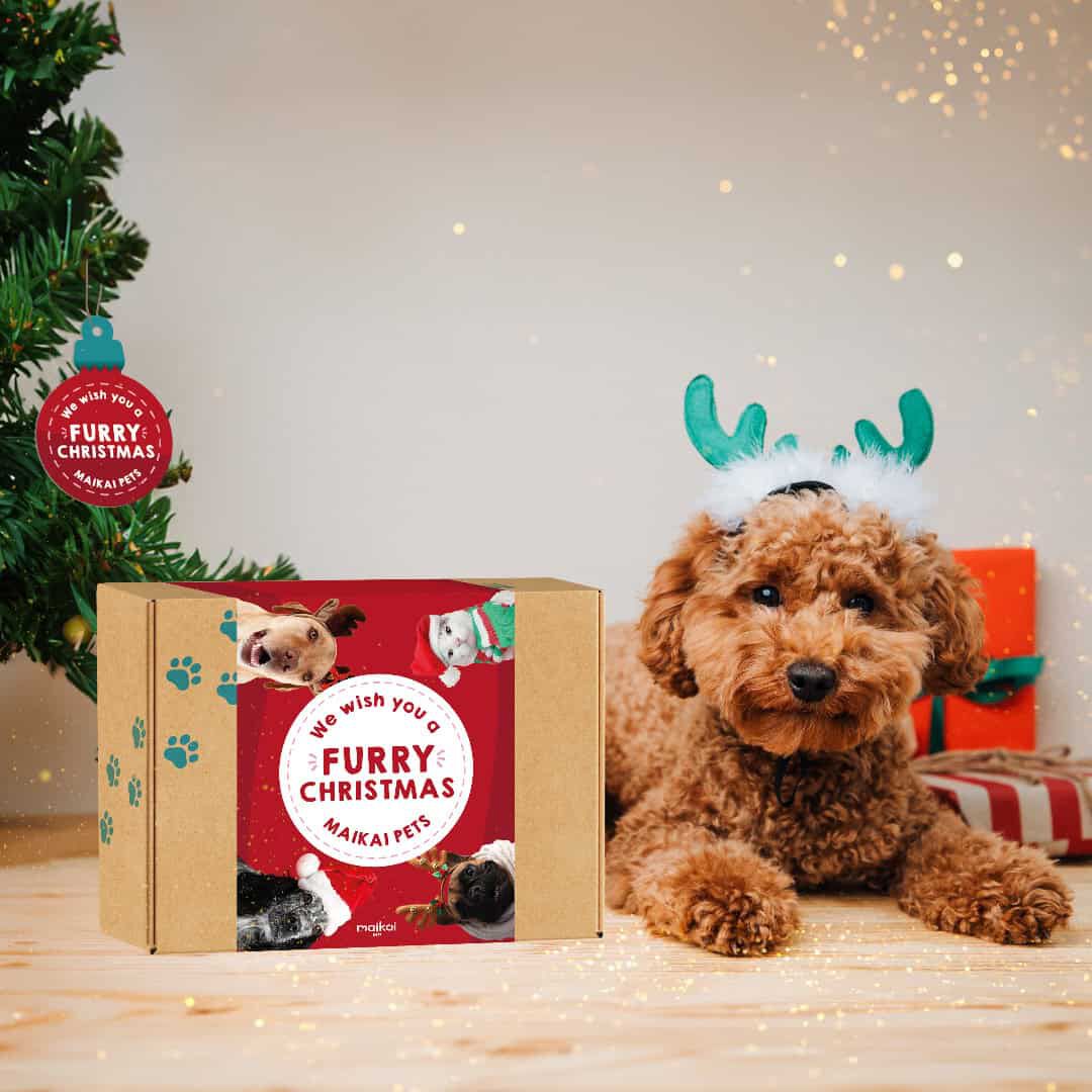Caja Regalo Navidad para perros - Lote de snacks + Aceite de salm&oacute;n, , large Imagen numero 2