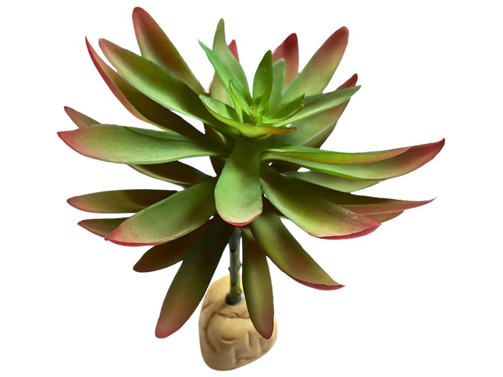 Reptilhábitat Planta Capitella De Decoración Para Terrarios thumbnail