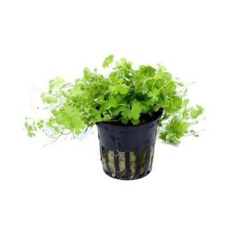 Planta para acuario Tropica iberia Hydrocotyle Japan, , large image number null