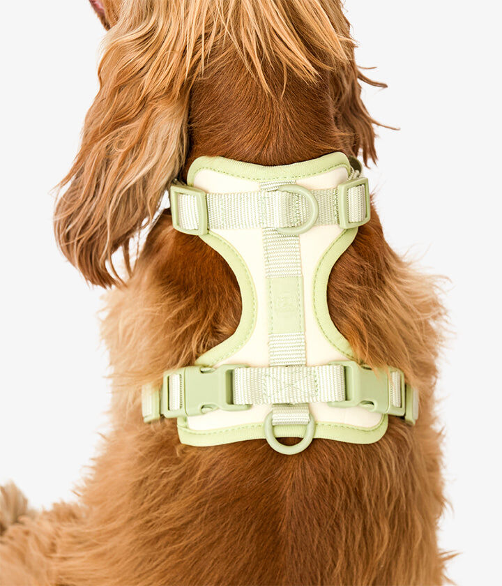 Pet and Co Set De Arn&eacute;s y Correa Vainilla Rex - Perros, , large Imagen numero 3