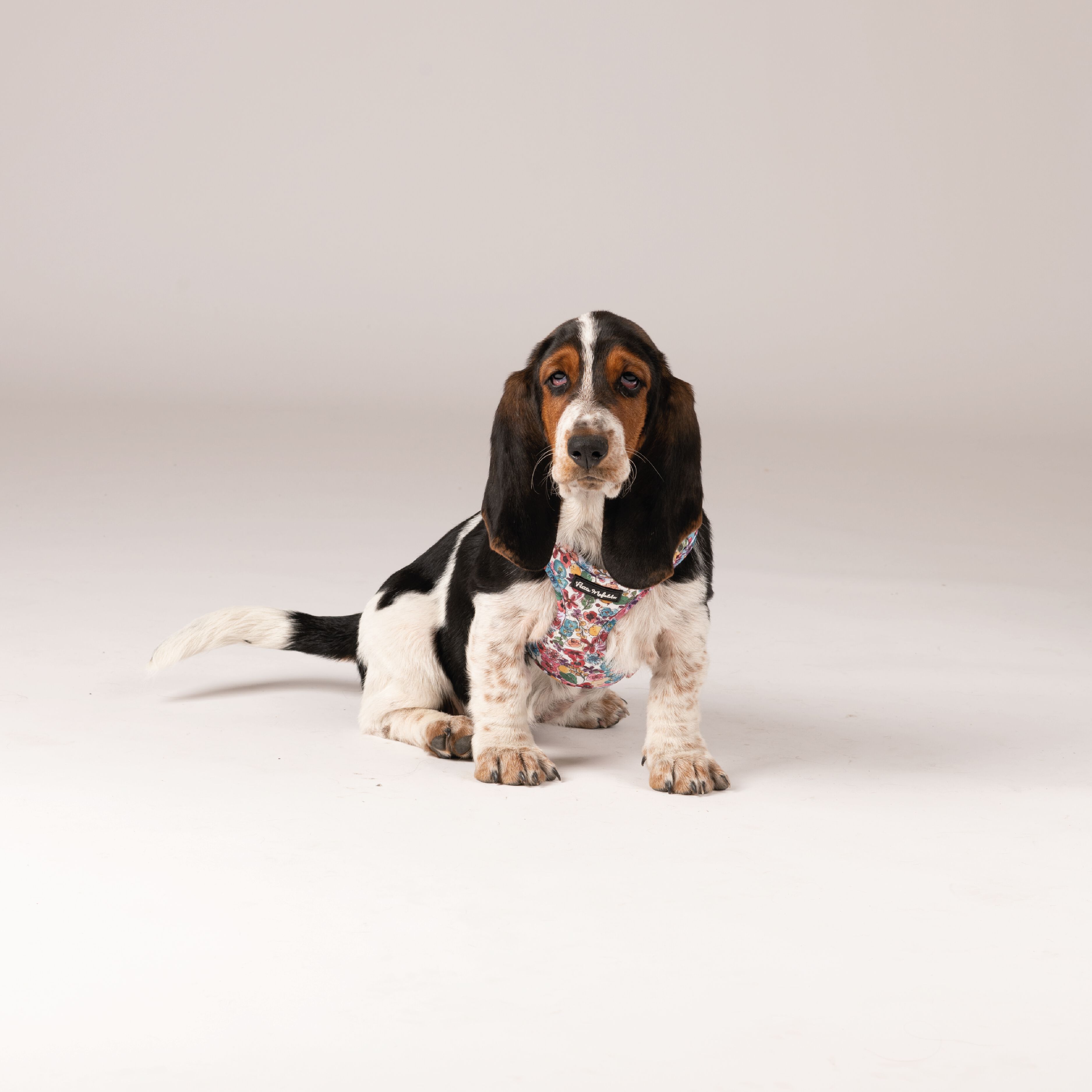 Petite Mafalda Arn&eacute;s Ajustable Estampado Flores azules para perros, , large Imagen numero 3