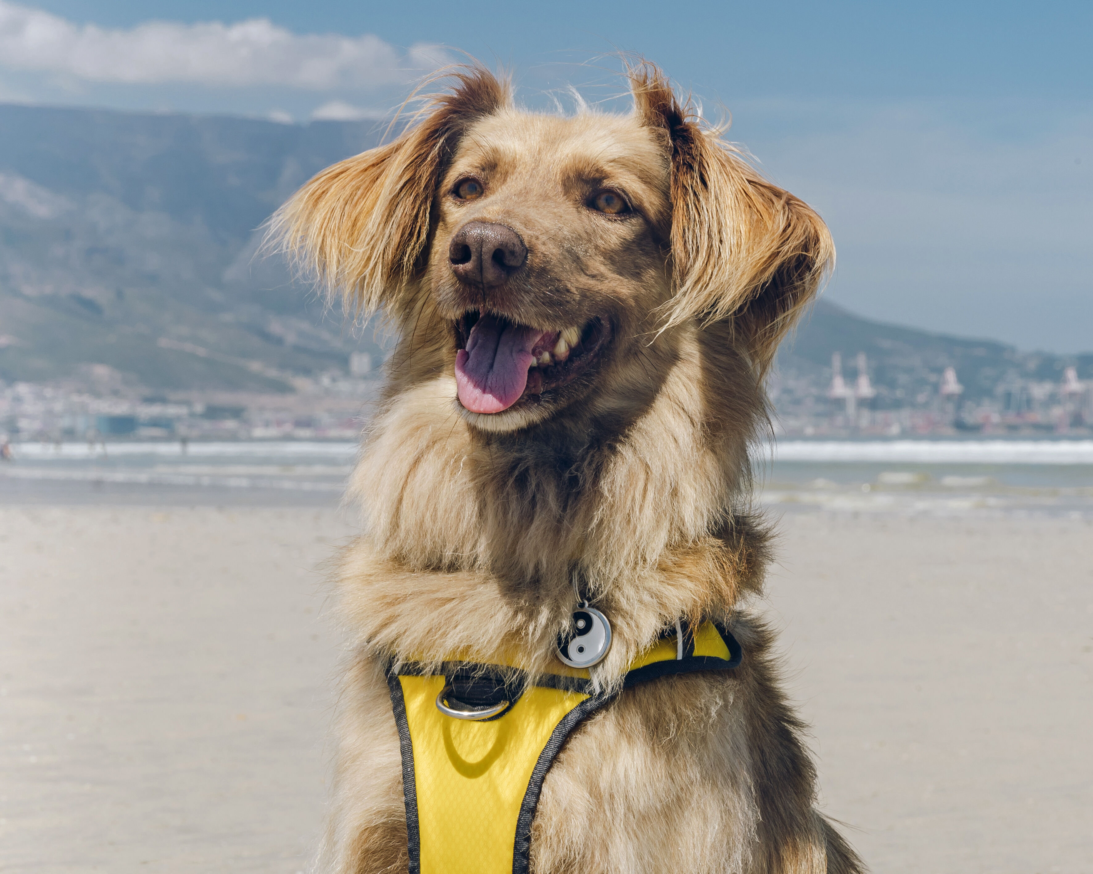 Placa identificativa Acero Inoxidable Esmalte Ying Yang Negro para perros, , large Imagen numero 2