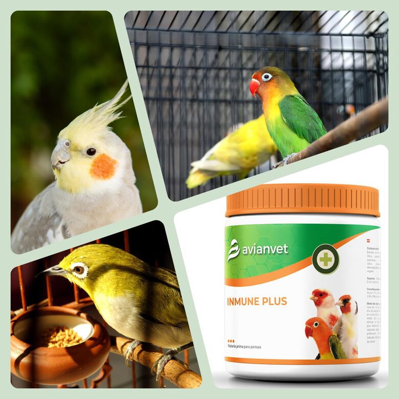 Avianvet Suplemento Carbón Activo para aves thumbnail