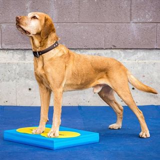 Colchoneta de equilibrios para mascotas color Azul