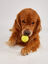 Juguete para Perros Mighty Soft en Forma de Calabaza &ndash; Suave, con Rebote y Flotante, , large indicador imagen numero 5