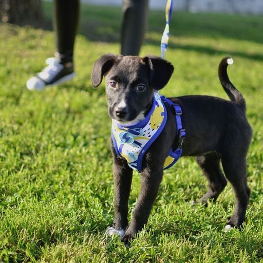 Arn&eacute;s Neo Mesh Nebula para perros color Multicolor, , large Imagen numero 5