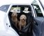 FUNDA DE PROTECCION PERROS O GATOS PARA COCHE PARA BANCOS TRASEROS MMPET PREMIUM, , large indicador imagen numero 1