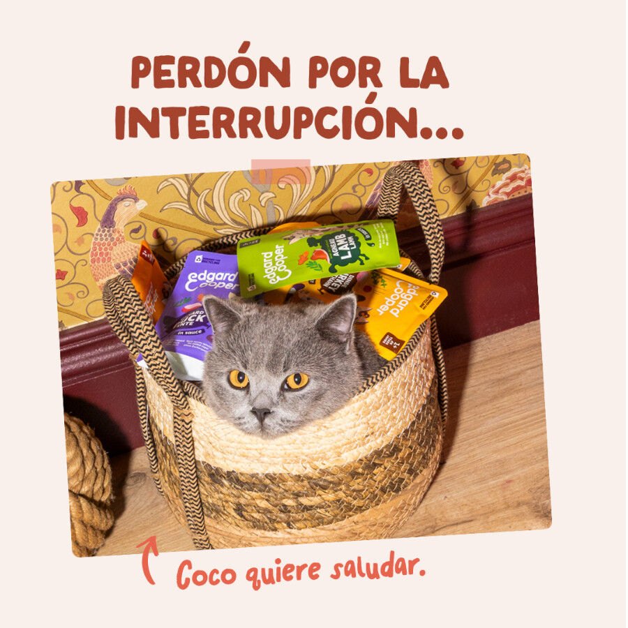 85 g Edgard & Cooper Trucha y Pollo sobre en salsa para gatos, , large Imagen numero 8