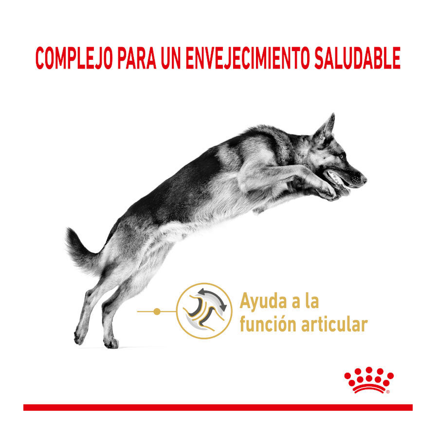 Royal Canin Adult 5+ Pastor Alemán pienso para perros thumbnail
