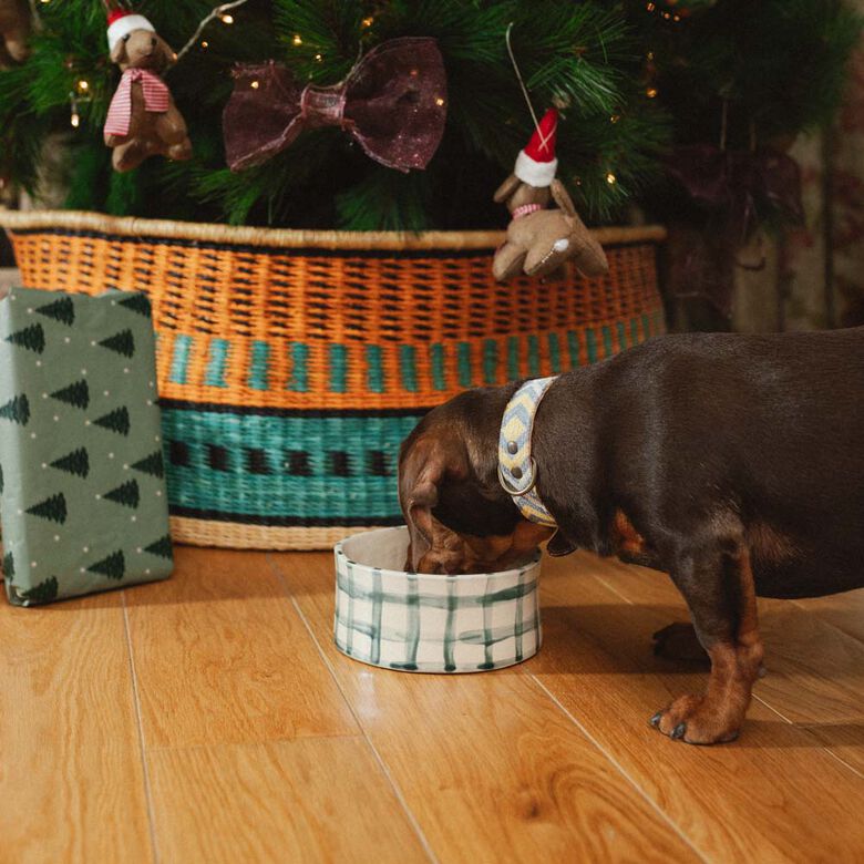 Ladran Gaucho Bowl Vichy Verde para perro thumbnail