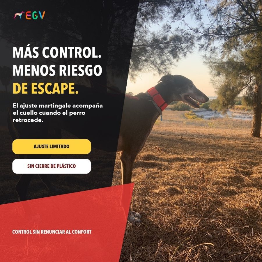 EGV - Collar Martingale. Collar galgo hecho a mano en Espa&ntilde;a (Rojo), , large Imagen numero 2