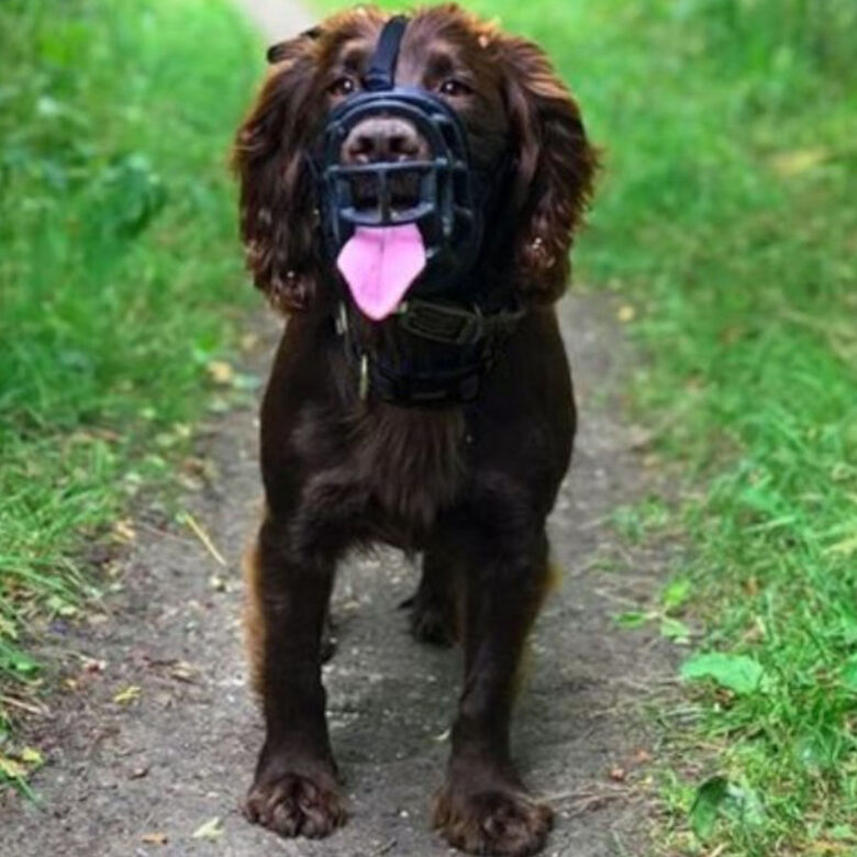 Baskerville Ultra bozal de plástico para perros thumbnail