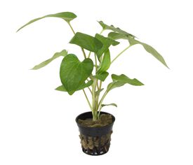 Tropica Iberia Planta Saururus Cernuus Minima