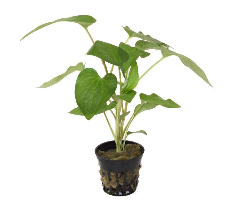 Tropica Iberia Planta Saururus Cernuus Minima