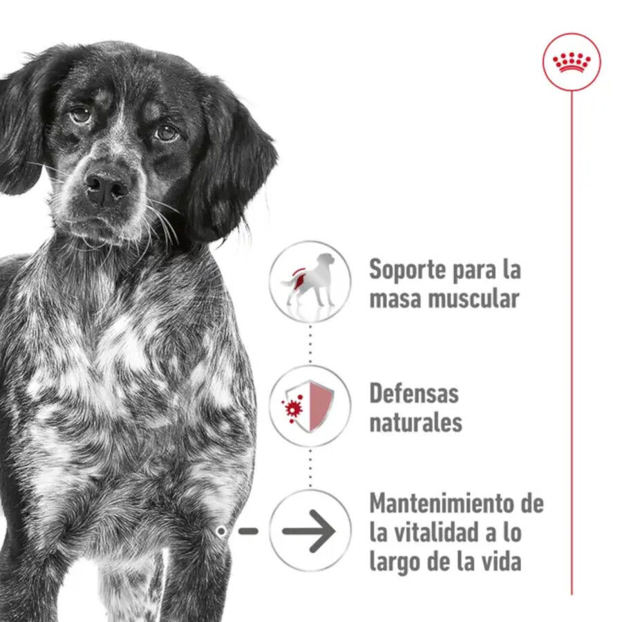 15 kg Royal Canin Medium 10+ Ageing pienso para perros&nbsp;senior, , large Imagen numero 4