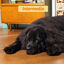 7 kg Edgard & Cooper Adult Bio Pavo pienso para perros, , large indicador imagen numero 4