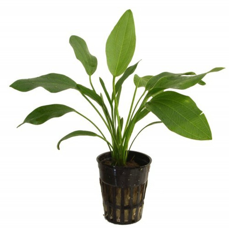 Planta acuario Tropica Iberia Echinodorus Latifolius, , large image number null