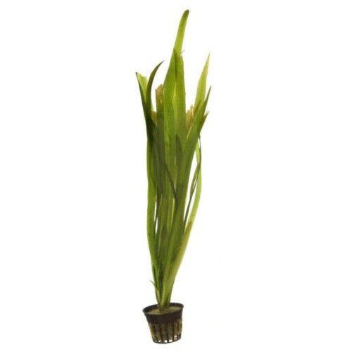 Planta acuario Vallisneria Gigantea