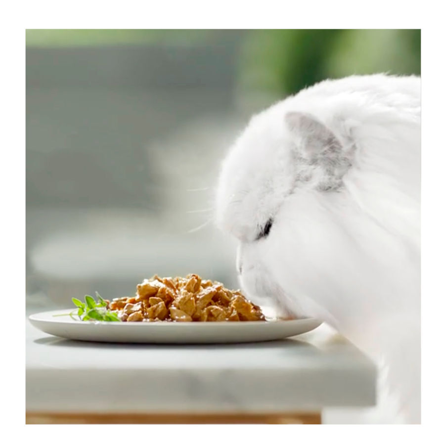 Gourmet Perle Filetes en salsa sobre para gatos thumbnail