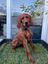 Petground Cama para perros Empapador Alfombra Olfativa Césped Natural, , large indicador imagen numero 4