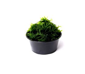 My Shrimp House Musgo Christmas moss para peces