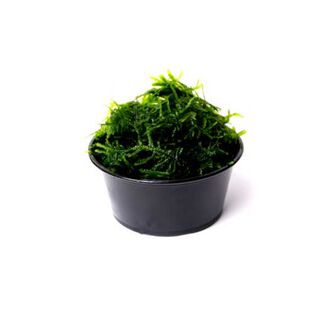 My Shrimp House Musgo Christmas moss para peces