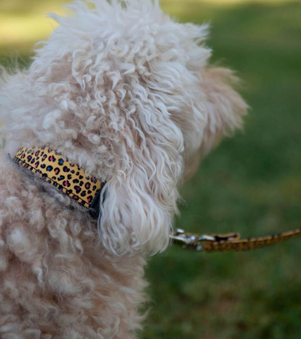 Collar Pamppy  Funny Leopardo amarillo para perros, , large Imagen numero 3
