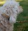 Collar Pamppy  Funny Leopardo amarillo para perros, , large indicador imagen numero 3