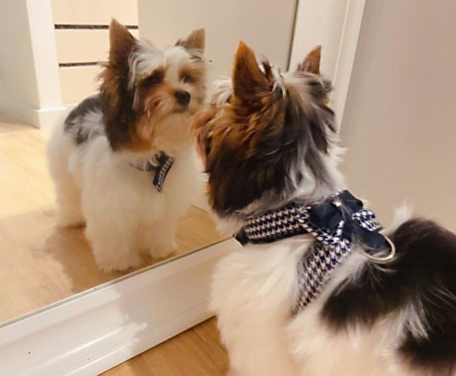 Ideal Pets, Arnes para perros, modelo Gala Azul, , large Imagen numero 3